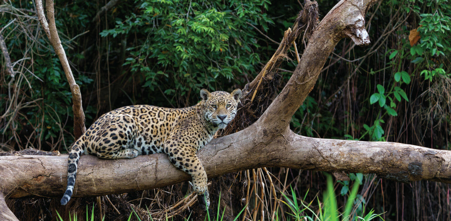 picture of jaguar resting on tree branch
