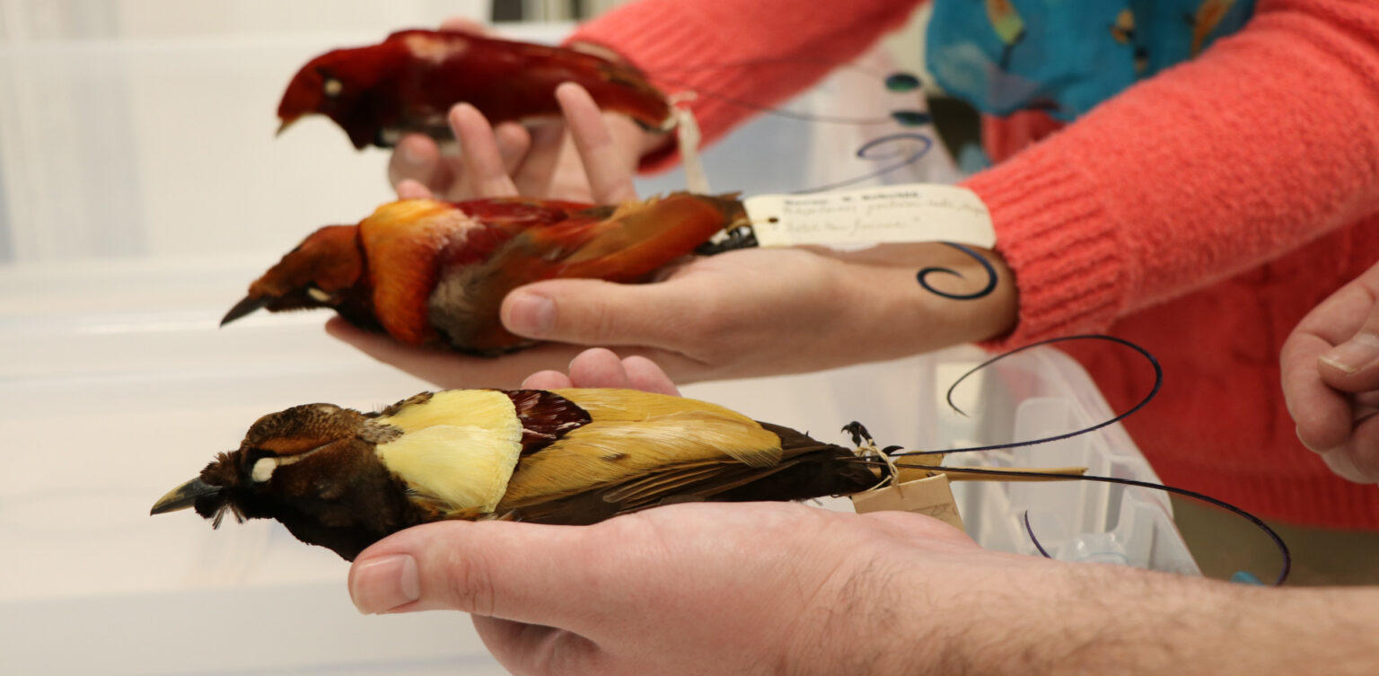 picture of researchers holding birds