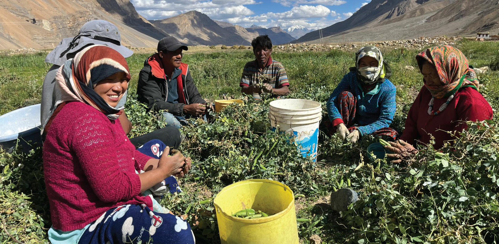 People picking green peas