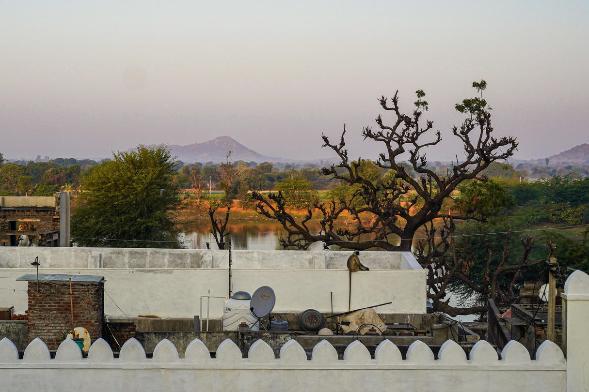Monkeys in the Kotri village in India watch the sun rise over the Aravalli Hills.