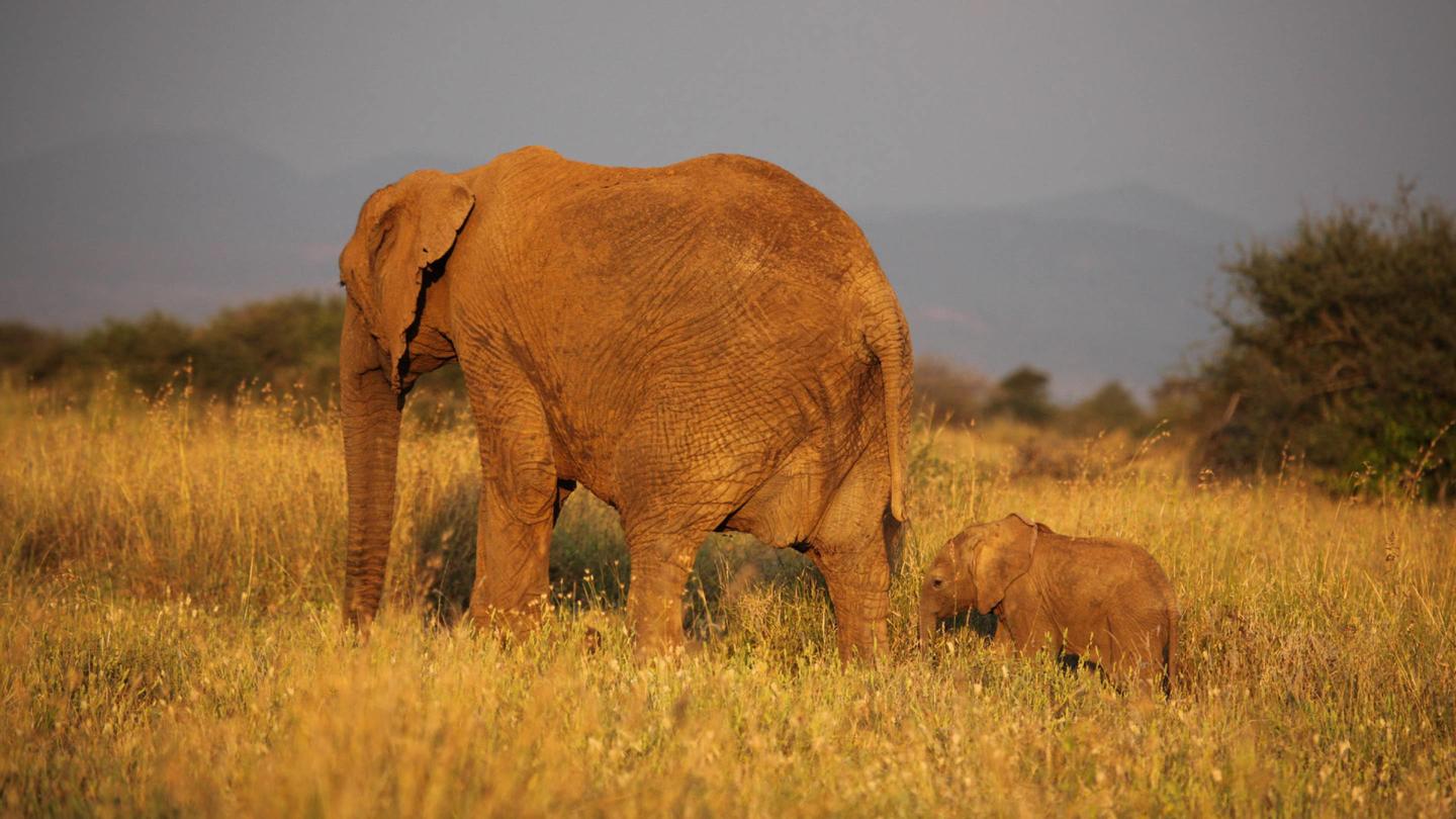 Elephant mom & baby walking away