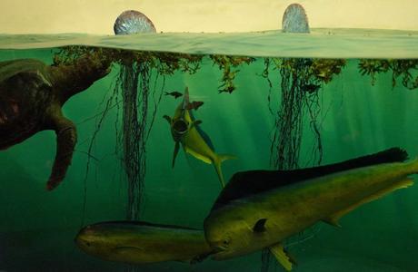 Picture of ocean life