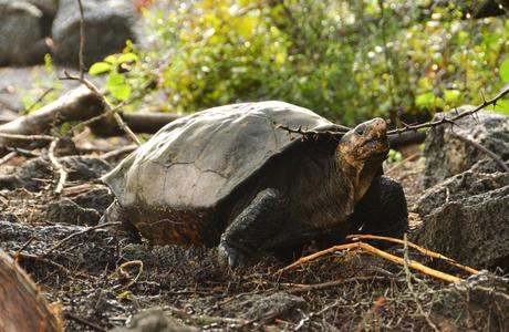 A tortoise crawls along a forest floor