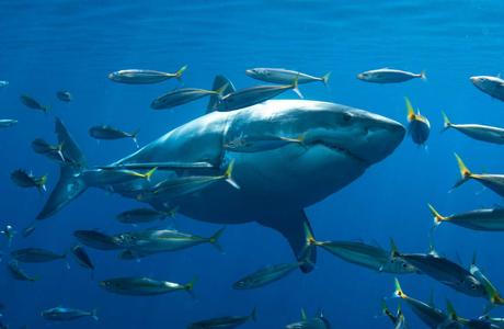 A shark swims through bright blue waters and many little fish