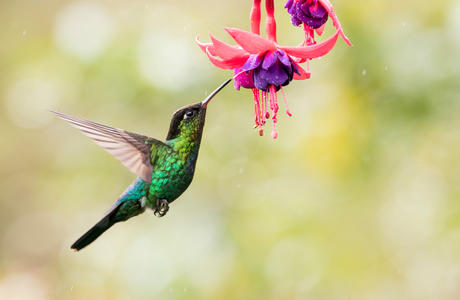 Fiery throated hummingbird is sucking the nectar out of the pink purple fuchsia flowers in Costa Rica. With movement in his wings and blurry green background.