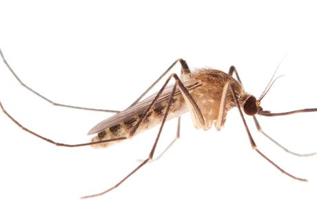 A photo of a female Culex pipiens complex mosquito