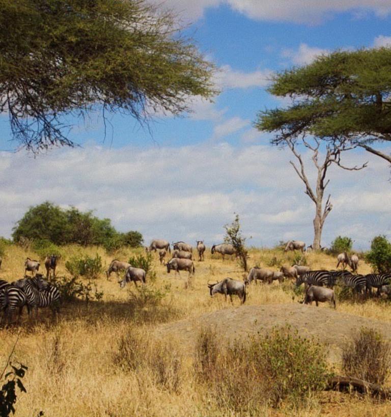 An African savannah filled with wildlife