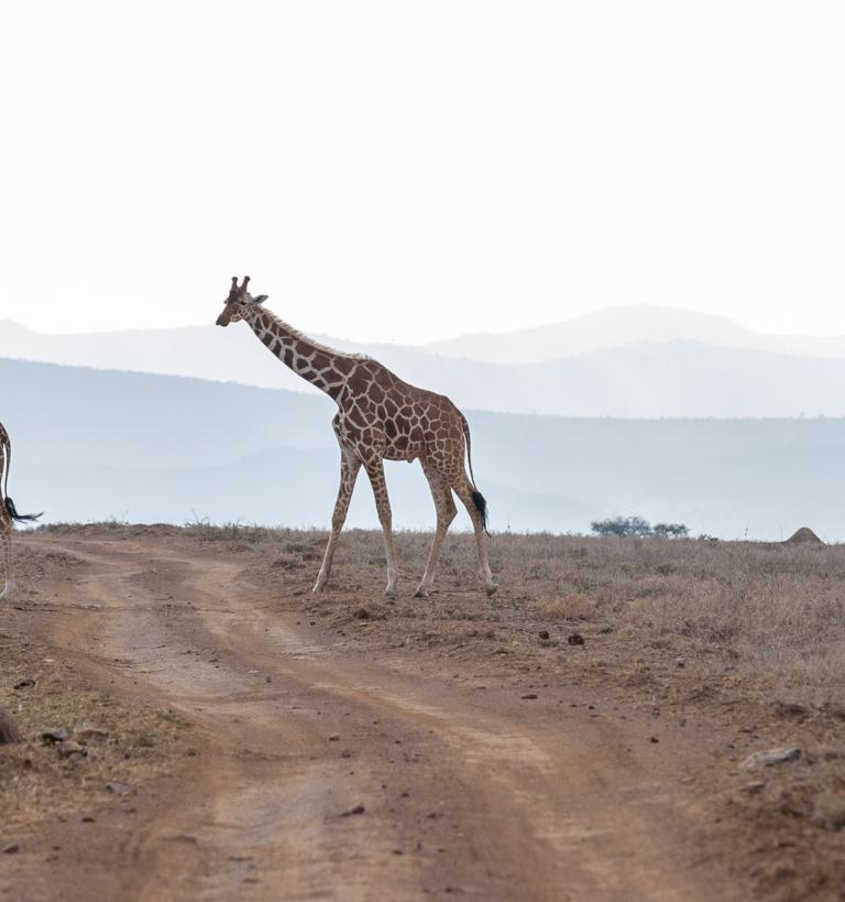 giraffes at Mpala