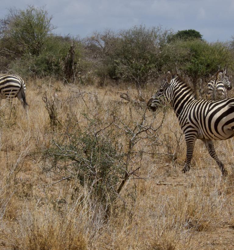 Group of zebras