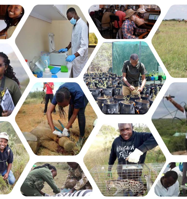 a cluster of mpala photos arrayed in a honeycomb format