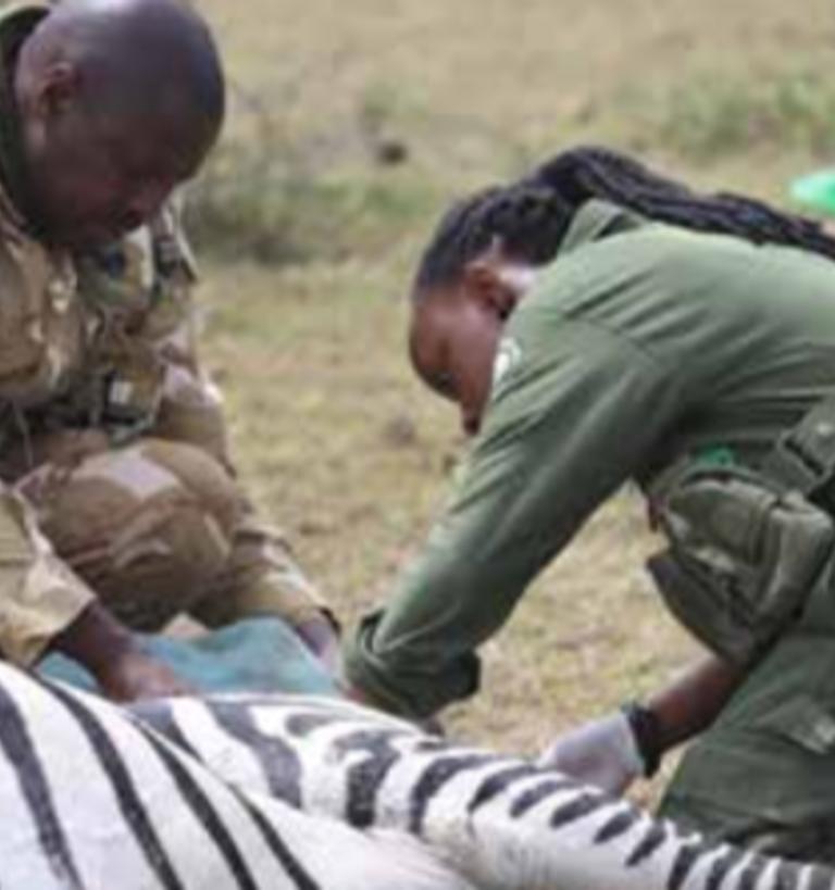 Two researchers administer a shot to a zebra