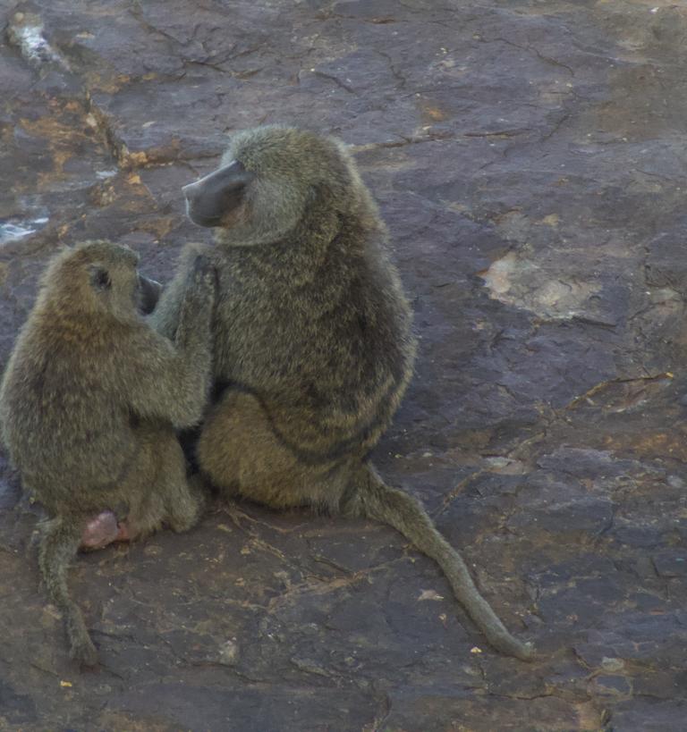baby grooming mother baboon at mpala