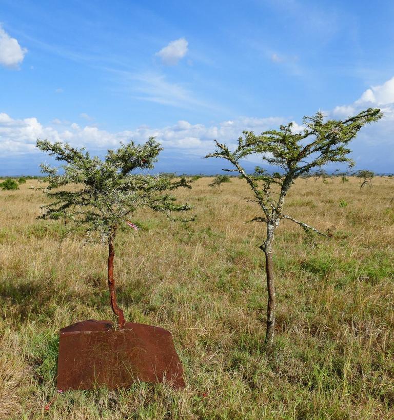 acasia tree at mpala