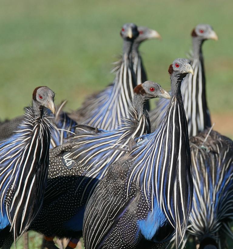 Vulturine Guinea Fowl