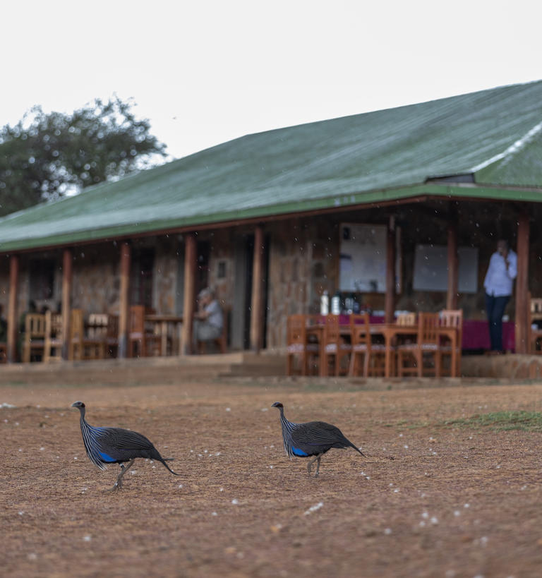 Mpala Research Centre facility and two guinea fowls